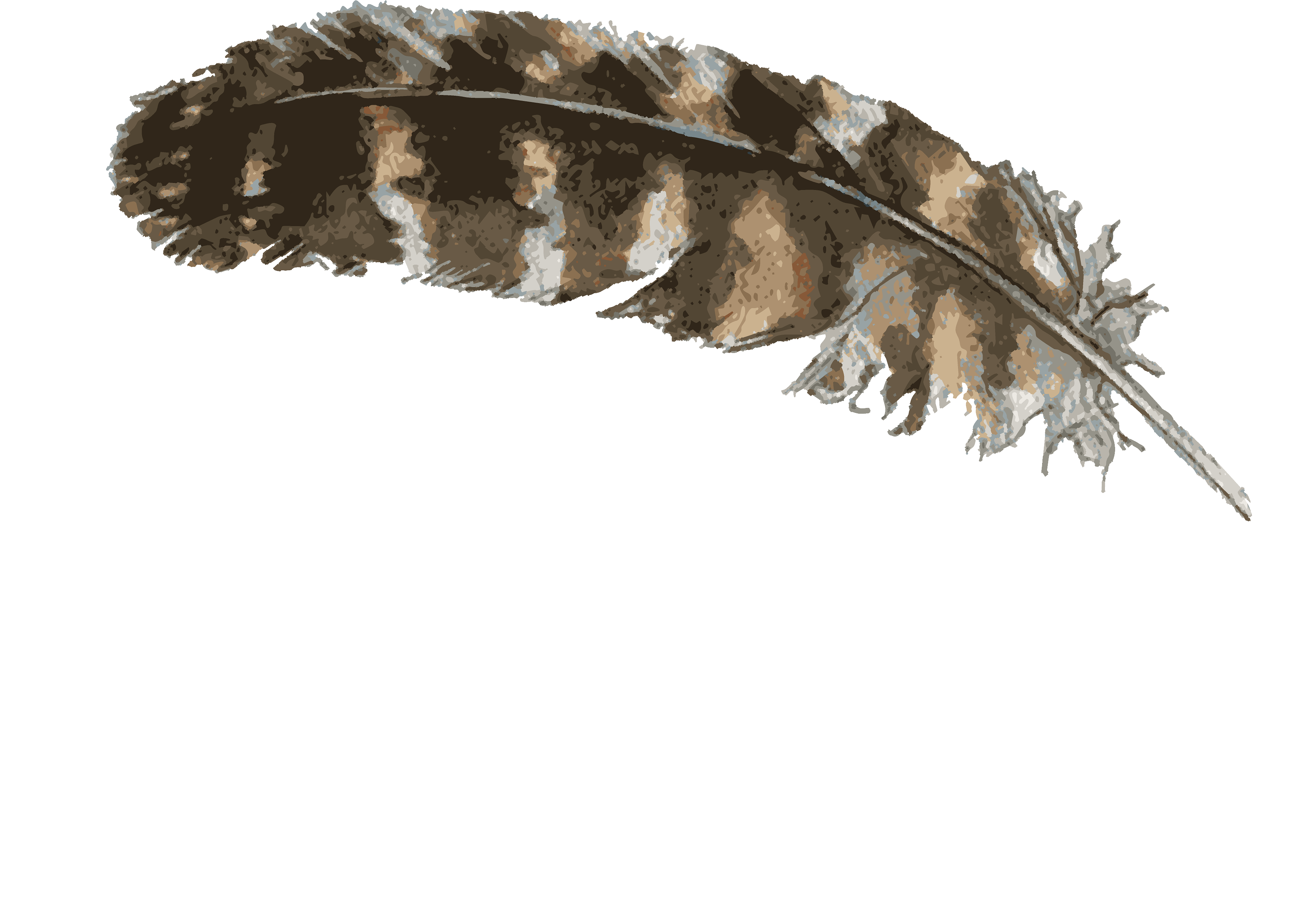 Tawny Photography & Film